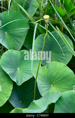 Samenkapsel des Lotus (Nelumbo Nucifera), mit grünen Blättern der Pflanze im Hintergrund Stockfoto