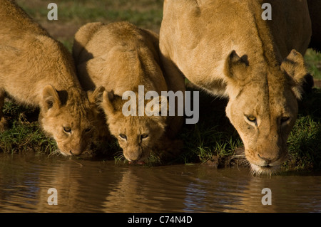 Afrika, Tansania, Ngorongoro Krater-Löwin und zwei jungen trinken am Wasserloch-Reflexion Stockfoto