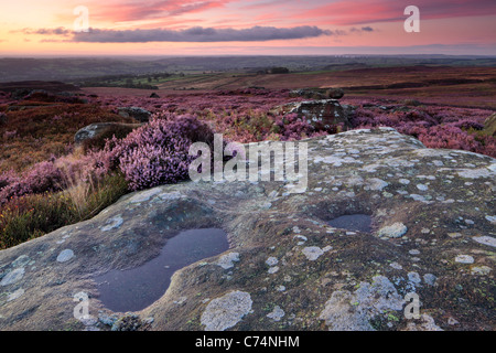 Licht des frühen Morgens auf die bunten Heide High Crag Ridge und Deckmantel Klippe Nidderdale Stockfoto