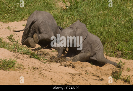 Afrika, Kenia, Masai Mara-zwei Elefanten Waden spielen Stockfoto