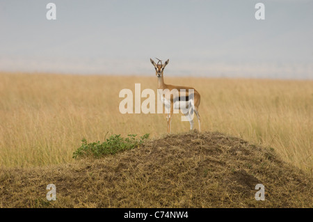 Kenia, Masai Mara-Thomson-Gazelle auf Termite mound Stockfoto