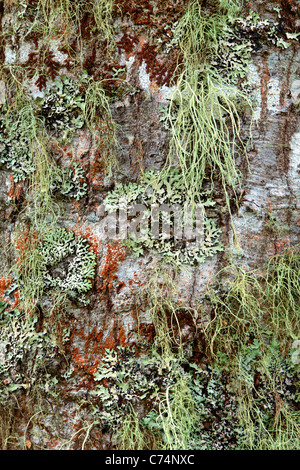 Verschiedene bunte Flechten und Moos abdecken eine Buche im Wald in der Nähe von South Mavora Lake in Neuseeland Snowden Stockfoto