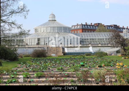 Alte Palme Haus in Kopenhagen Botanischer Garten (Botaniker) im Frühling Stockfoto