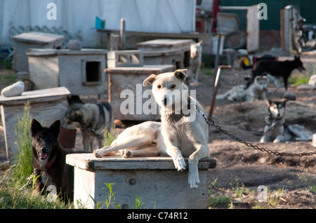 Hunde eines Hundeschlittenrennteams, die sich im Sommer in einem Zwinger in der Nähe der Hudson Bay-Stadt Churchill, Manitoba, Kanada, bei ihren Häusern ausruhen. Stockfoto