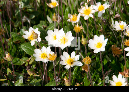 Arktische Dryade, auch bekannt als "weiße Avens" oder "weiße Drayas", in voller Blüte im Sommer in der Tundra der nördlichen Manitoba, Kanada. Stockfoto