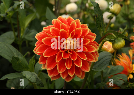 Orange und gelbe Dahlie Blume wächst im Garten in Dorf Dunster, Exmoor National Park, Somerset, Großbritannien. Stockfoto