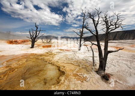 Toter Baum auf Travertin Terrassen bei Mammoth Hot Springs, Yellowstone-Nationalpark, Wyoming, USA Stockfoto