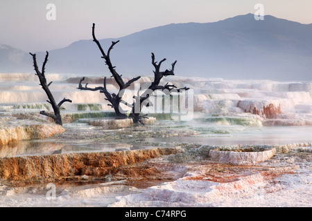 Toter Baum auf Travertin Terrassen bei Mammoth Hot Springs, Yellowstone-Nationalpark, Wyoming, USA Stockfoto