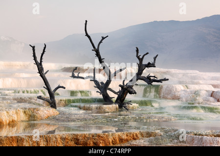 Toter Baum auf Travertin Terrassen bei Mammoth Hot Springs, Yellowstone-Nationalpark, Wyoming, USA Stockfoto