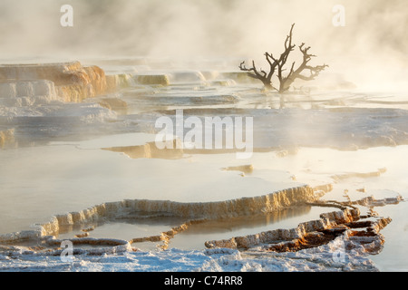 Toter Baum auf Travertin Terrassen bei Mammoth Hot Springs, Yellowstone-Nationalpark, Wyoming, USA Stockfoto