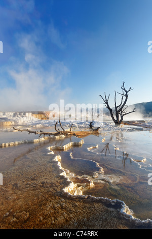 Toter Baum auf Travertin Terrassen bei Mammoth Hot Springs, Yellowstone-Nationalpark, Wyoming, USA Stockfoto