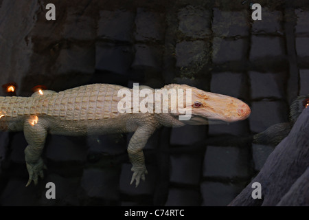 Albino Alligator, Akademie der Wissenschaften, der Golden Gate Park, San Francisco, Kalifornien, USA Stockfoto