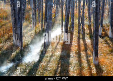 Thermalquelle fließt durch einen nebligen Wiese und tote Bäume im Herbst, Yellowstone-Nationalpark, Wyoming, USA Stockfoto