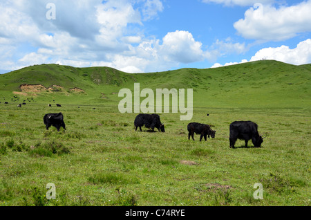 Tibetan Yak auf grünen Weiden grasen. Sichuan, China. Stockfoto