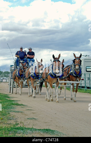 USA, California, Bischof 37. Maultier-Tage, Ausübung des Teams, Joe Trueva Mule Power 2006 Stockfoto