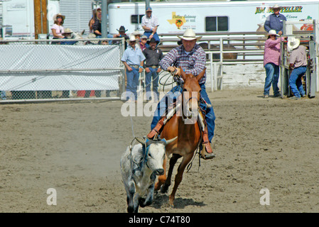 USA, California, Bischof 37. Mule Tage, Steer anhalten 2006 Stockfoto