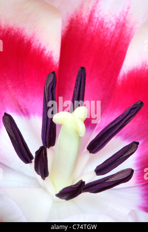 Nahaufnahme der Stempel und Staubfäden einer Tulpe im Frühjahr Stockfoto