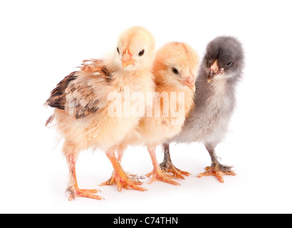 Gruppe Küken isoliert auf weißem Hintergrund Stockfoto