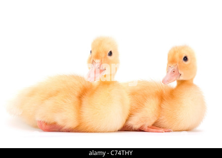 Zwei sitzende gelbe Baby Ente auf weißem Hintergrund Stockfoto