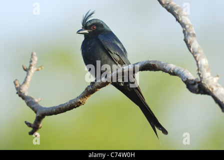 Crested Drongo (Dicrurus Forficatus) im Galeriewald das Berenty Naturreservat im Süden Madagaskars. August 2010. Stockfoto