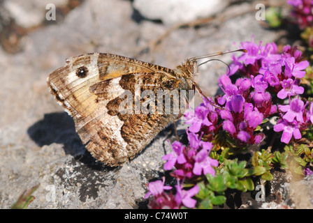 Äsche Schmetterling (Hipparchia Semele) ernähren sich von wildem Thymian (Thymus Praecox) auf ein Gower Klippe, South Wales, UK. Juni 2011. Stockfoto