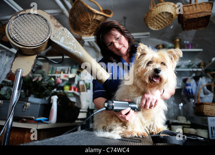 Ein Cairn-Terrier Hund an eine Pflege Salon-UK Stockfoto