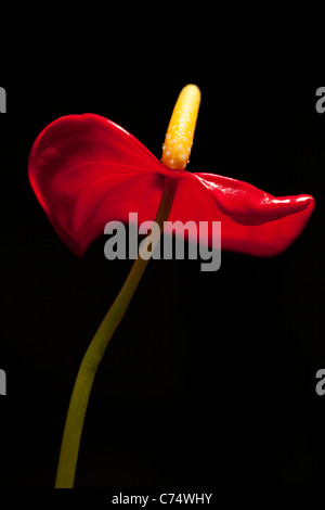 Anthurium Anderianum "Red Champion" Wachstuch Blume mit den gelben Blütenständen und roten Blüten beleuchtet gegen einen schwarzen Hintergrund. Stockfoto