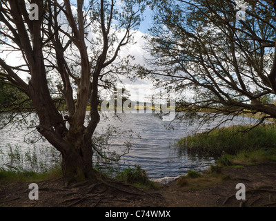 Das Salz Pool im Holkham Naturreservat, obwohl in einiger Entfernung vom Meer ist Salzwasser und unterstützt das Meeresleben Stockfoto