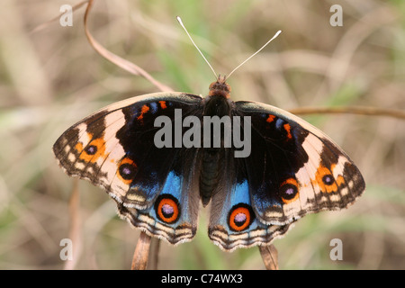 Blaue Stiefmütterchen Iunonia orithya Stockfoto