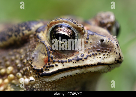 Nahaufnahme des Kopfes des schwarz-spined Kröte Duttaphrynus melanostictus Stockfoto