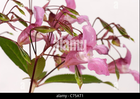 Himalaya-Springkraut (Impatiens Gladulifera) Blüten und Samenkapseln Stockfoto