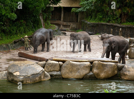 Indisch (asiatisch) Elefanten und ihre Handler, Singapur Zoo, Singapur Asien Stockfoto