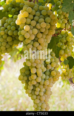 Weiße Trauben an einer Rebe in Spanien Stockfoto