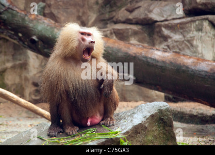 Eine männliche Hamadryas Pavian (Papio Hamadryas) Vorderansicht Singapore Zoo Stockfoto