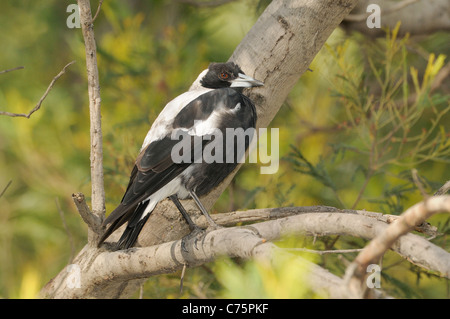 Australische Magpie Gymnorhina Tibicen fotografiert in Tasmanien Stockfoto