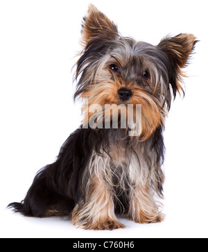 Yorkshire Terrier schaut in die Kamera in einem Schuss in den Kopf, vor einem weißen Hintergrund Stockfoto