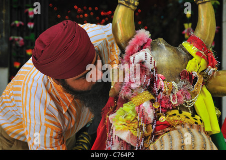 Pilger Sikh Mann flüstert seinen Wunsch an das Ohr des Heiligen Cow´s in Gurdwara-Tempel in Manikaran. Stockfoto