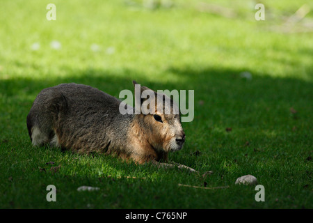 Mara oder patagonische Hase (Dolichotis Patagonum) Stockfoto