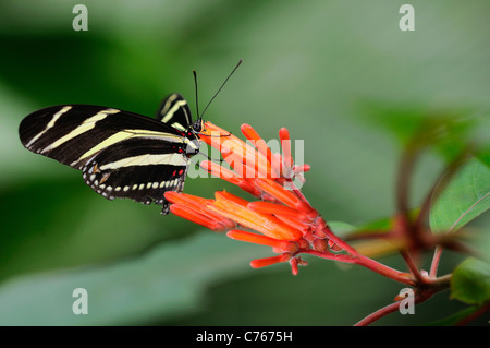 Tropischer Schmetterling Zebra Longwing, Heliconius charithonia Stockfoto