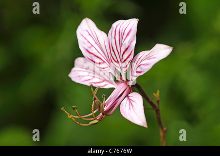 Burning-Bush, Dictamnus albus Stockfoto