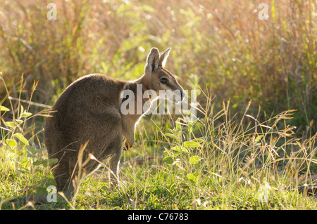 Gezügelten Nailtail Wallaby Onychogalea Fraenata gefährdete Arten fotografiert in Queensland-Australien Stockfoto