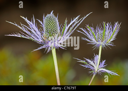 Blauen Meer Holly, Eryngium alpinum Stockfoto