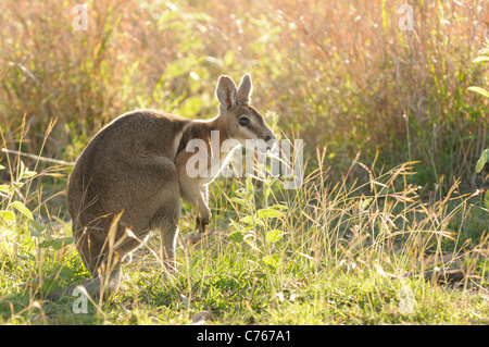 Gezügelten Nailtail Wallaby Onychogalea Fraenata gefährdete Arten fotografiert in Queensland-Australien Stockfoto