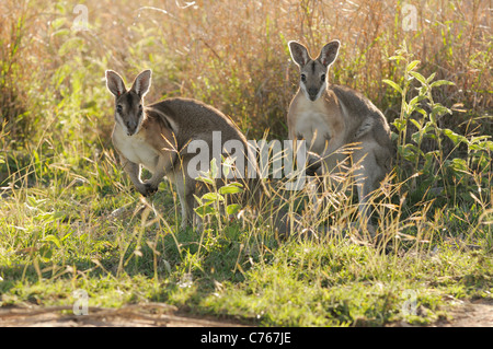 Gezügelten Nailtail Wallaby Onychogalea Fraenata gefährdete Arten fotografiert in Queensland-Australien Stockfoto