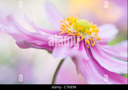 Japanische Anemone "Pretty Lady Emily", Anemone X hybrida "Lady Emily" Stockfoto