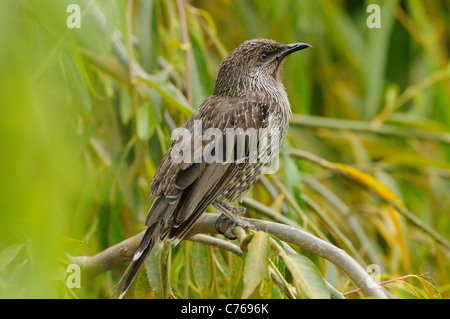 Wenig Wattlebird Anthochaera Chrysoptera fotografiert in Tasmanien, Australien Stockfoto