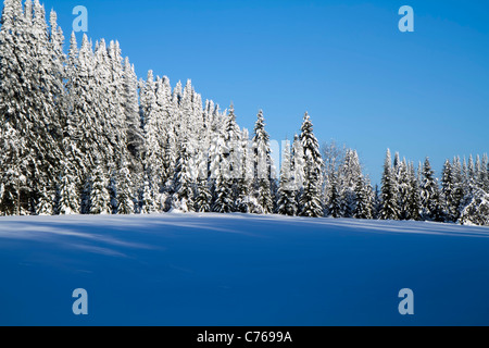 Verschneite Tannen in einer Zeile neben einem Feld an einem sehr kalten Februar Morgen Stockfoto