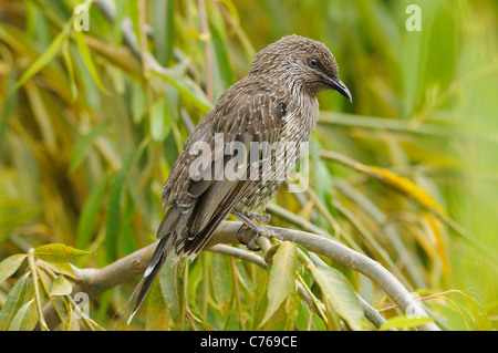 Wenig Wattlebird Anthochaera Chrysoptera fotografiert in Tasmanien, Australien Stockfoto