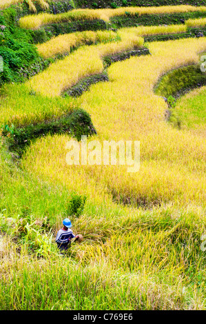 Bauer arbeitet im Reisfeld, Philippinen. Stockfoto