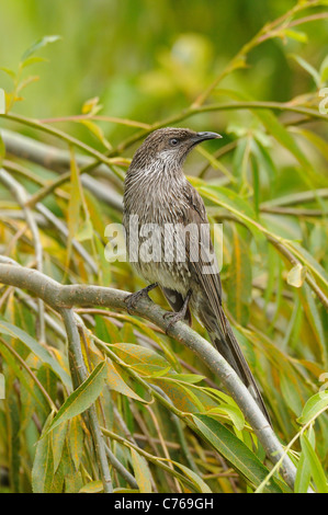 Wenig Wattlebird Anthochaera Chrysoptera fotografiert in Tasmanien, Australien Stockfoto